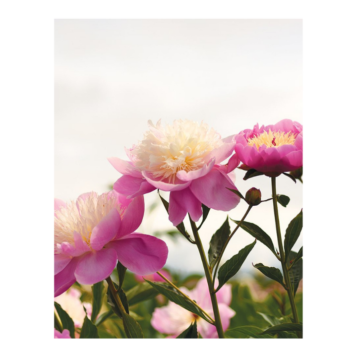 Peonies Book