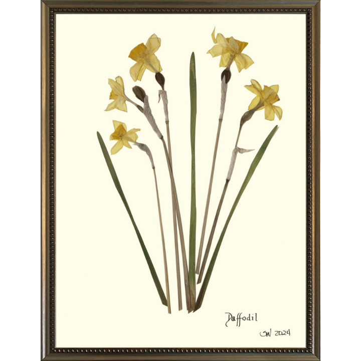Pressed Daffodil Framed Art