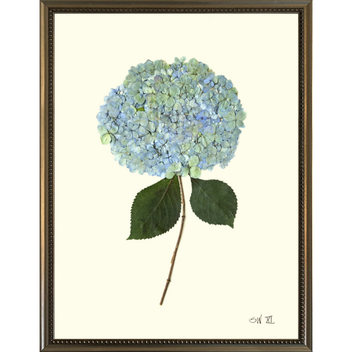 Pressed Single Blue/Green Hydrangea Framed Art