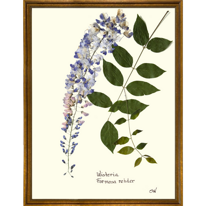 Pressed Wisteria Framed Art