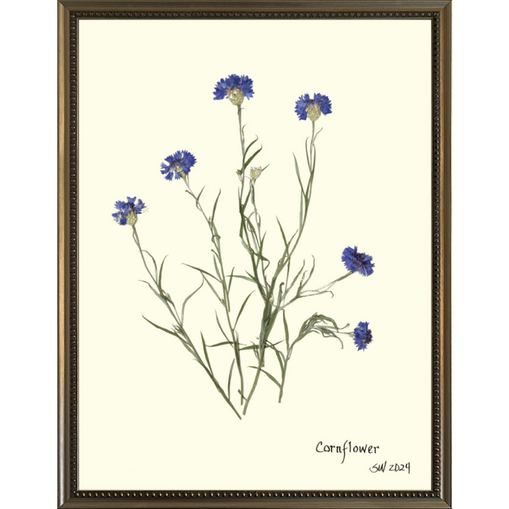 Pressed Cornflower Framed Art