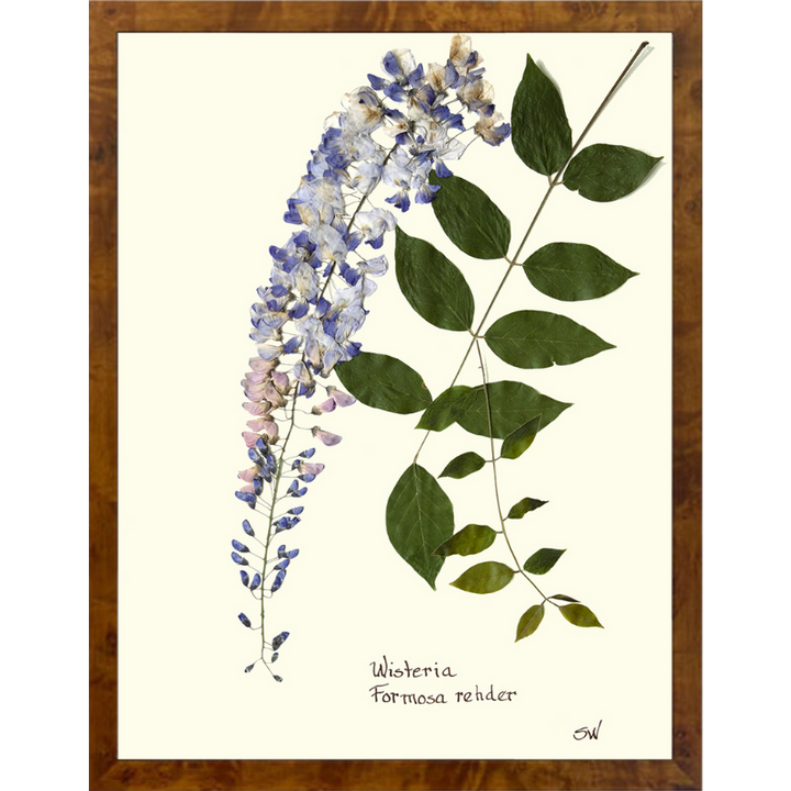 Pressed Wisteria Framed Art
