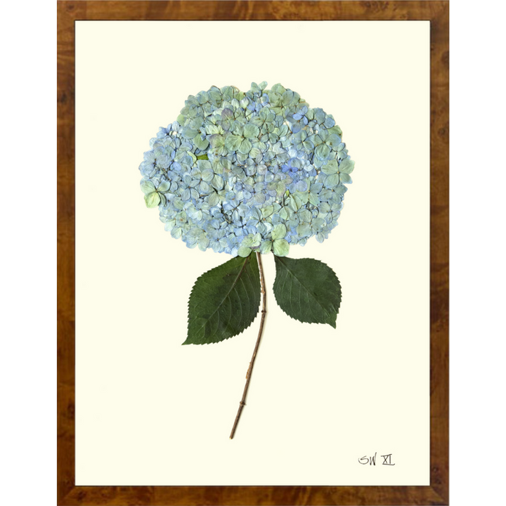 Pressed Single Blue/Green Hydrangea Framed Art