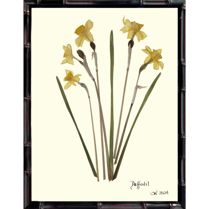 Pressed Daffodil Framed Art