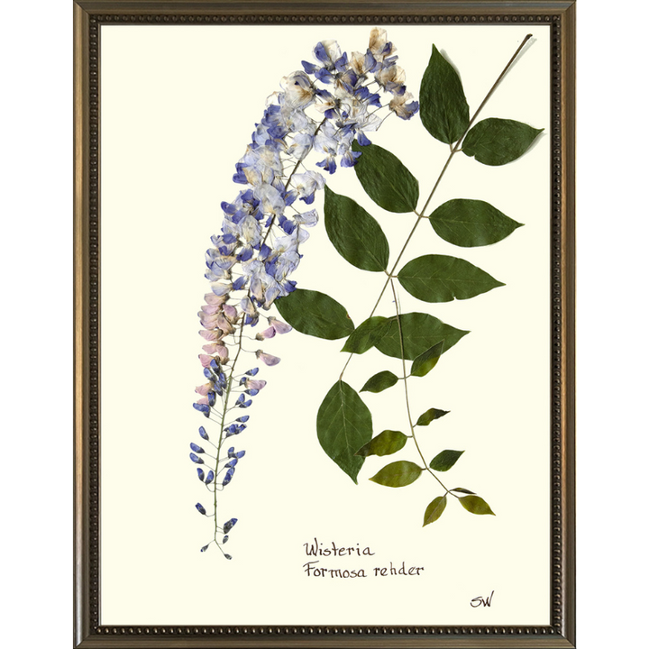 Pressed Wisteria Framed Art
