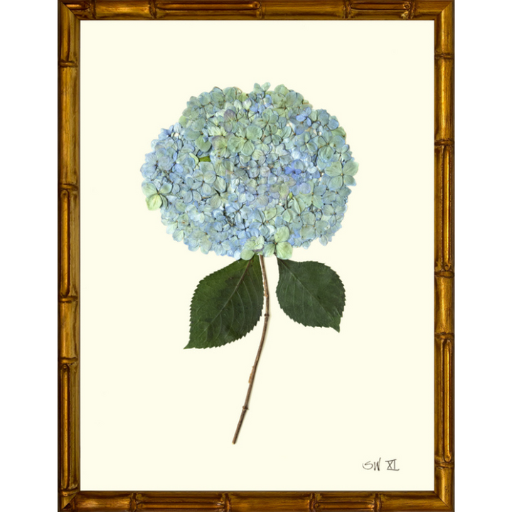 Pressed Single Blue/Green Hydrangea Framed Art