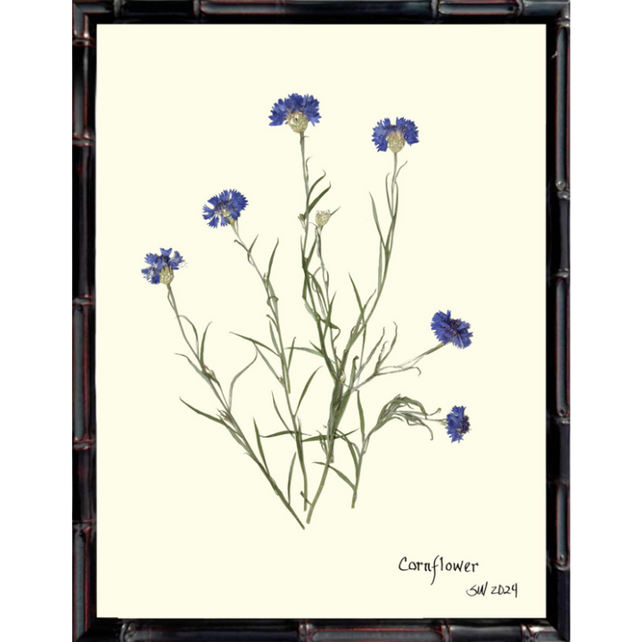 Pressed Cornflower Framed Art