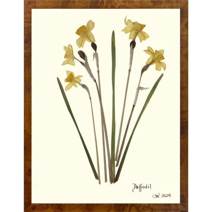 Pressed Daffodil Framed Art