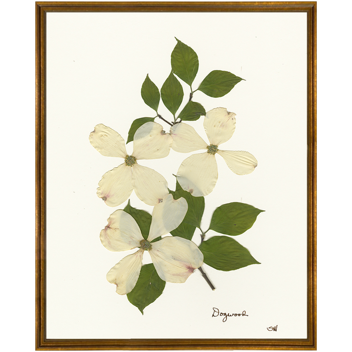 Pressed Dogwood Framed Art