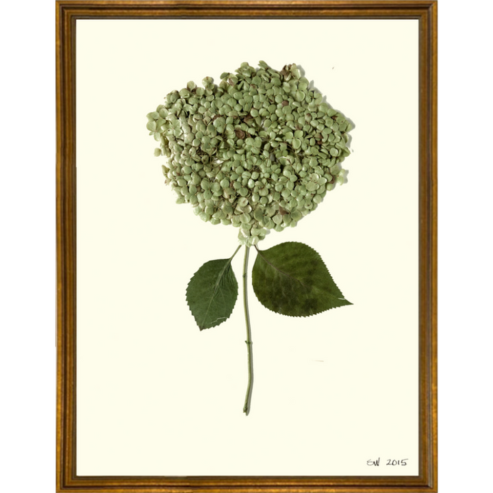 Pressed Single Smooth Hydrangea Framed Art