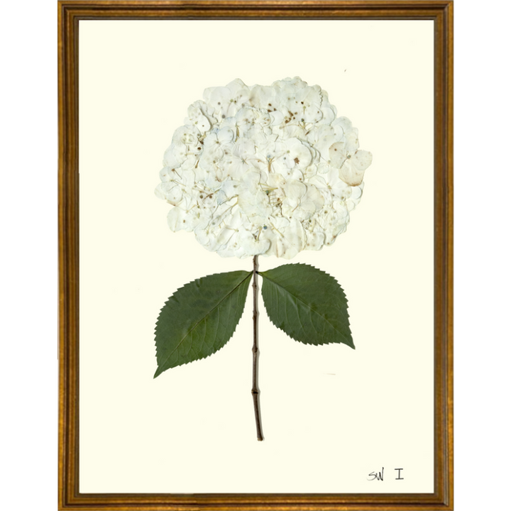 Pressed Single White Hydrangea Framed Art