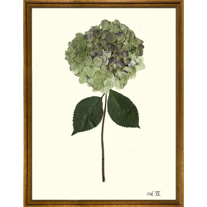 Pressed Single Green Hydrangea Framed Art