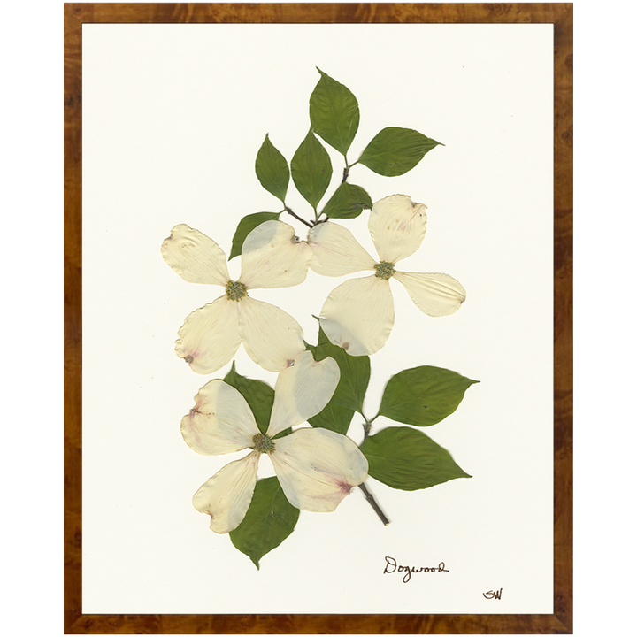 Pressed Dogwood Framed Art