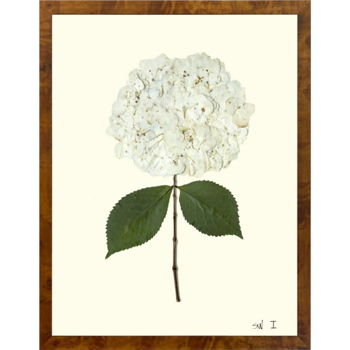 Pressed Single White Hydrangea Framed Art