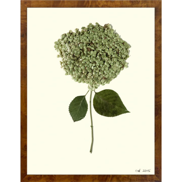 Pressed Single Smooth Hydrangea Framed Art
