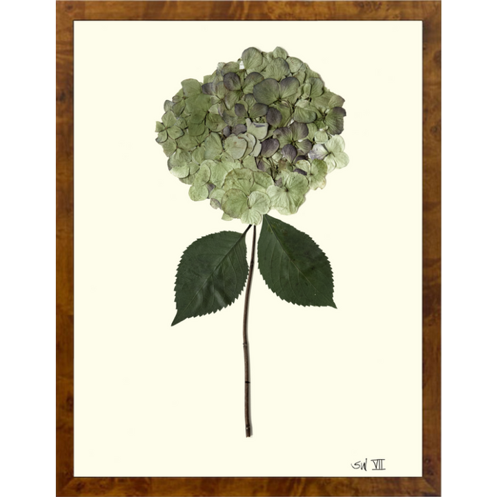 Pressed Single Green Hydrangea Framed Art