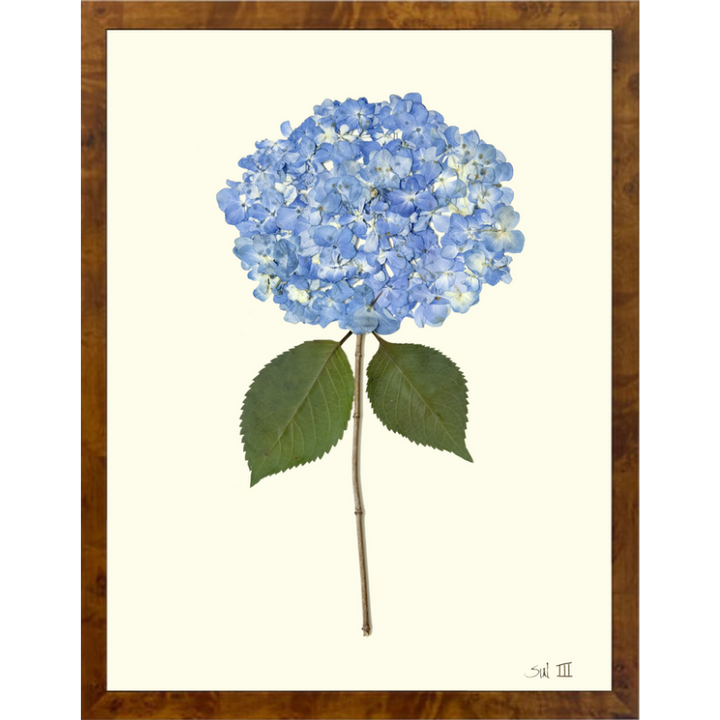Pressed Single Blue Hydrangea Framed Art