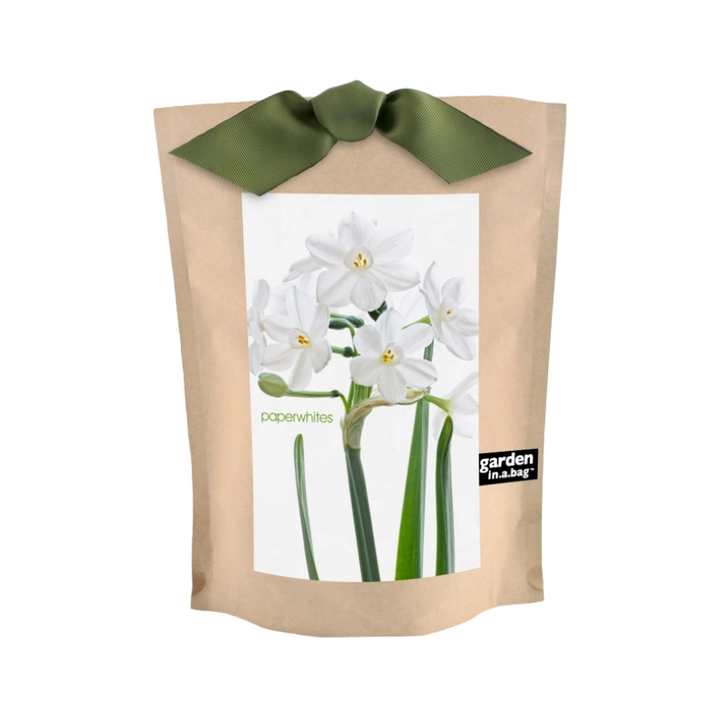 Garden in a Bag Paperwhites