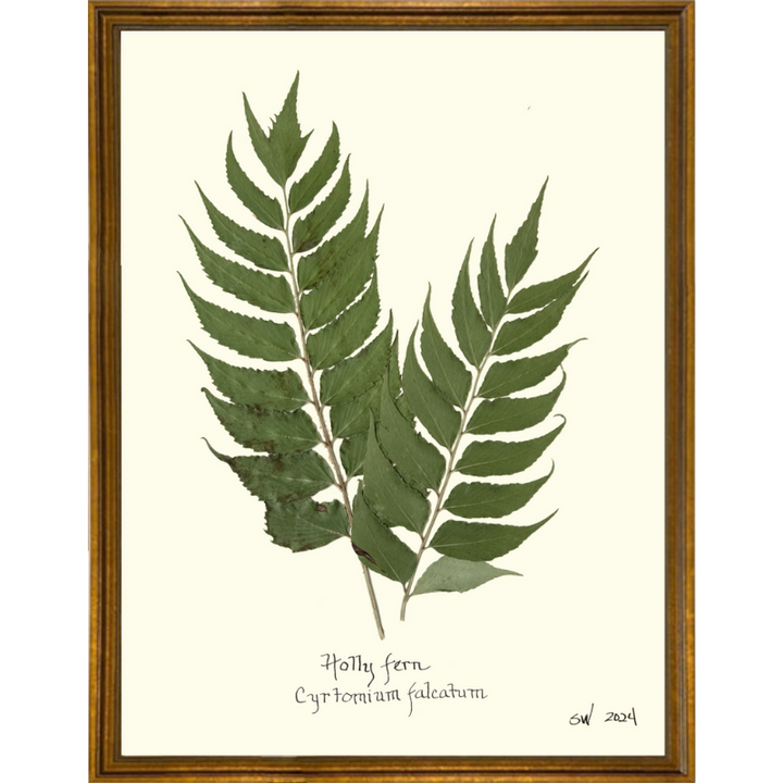 Pressed Holly Fern Framed Art