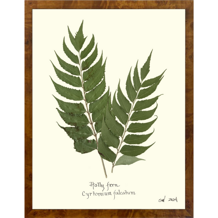 Pressed Holly Fern Framed Art