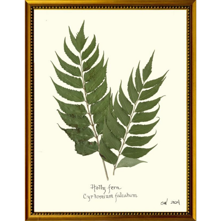 Pressed Holly Fern Framed Art
