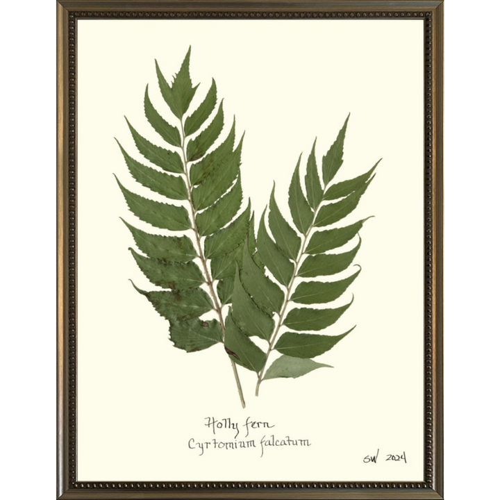 Pressed Holly Fern Framed Art