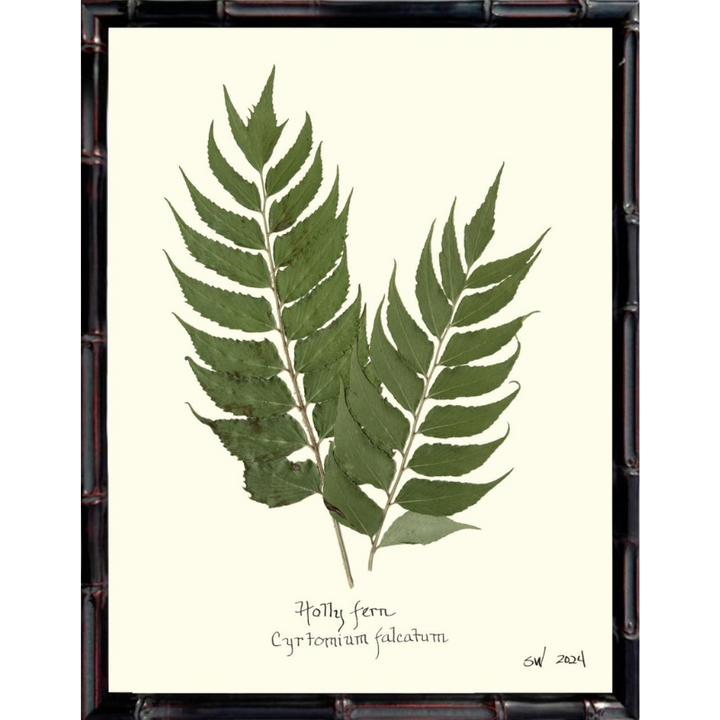 Pressed Holly Fern Framed Art