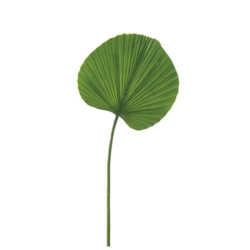 Fan Palm