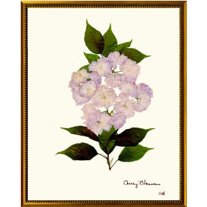 Pressed Cherry Blossom Framed Art