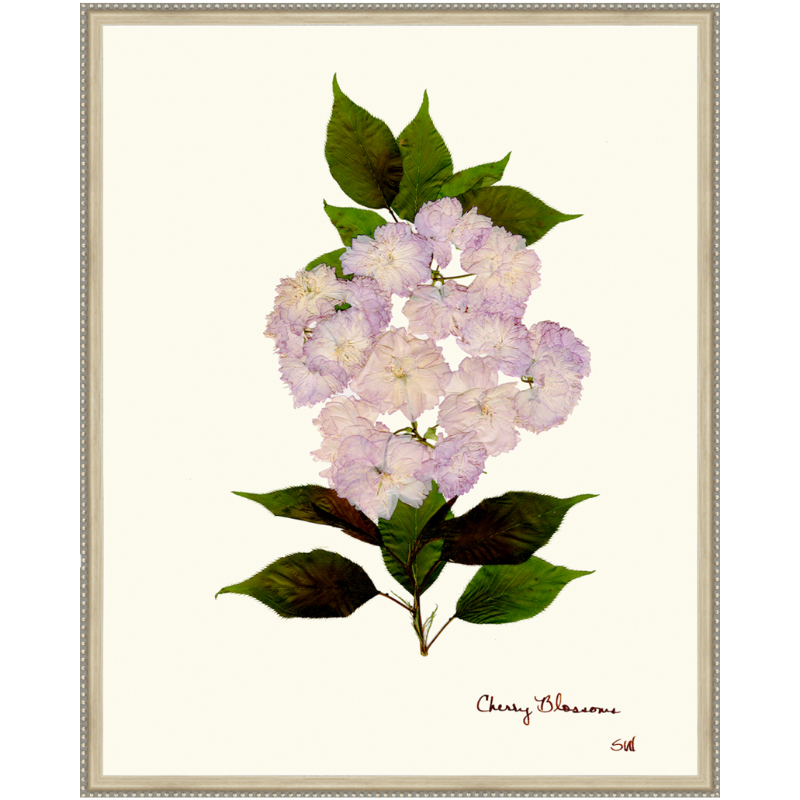 Pressed Cherry Blossom Framed Art