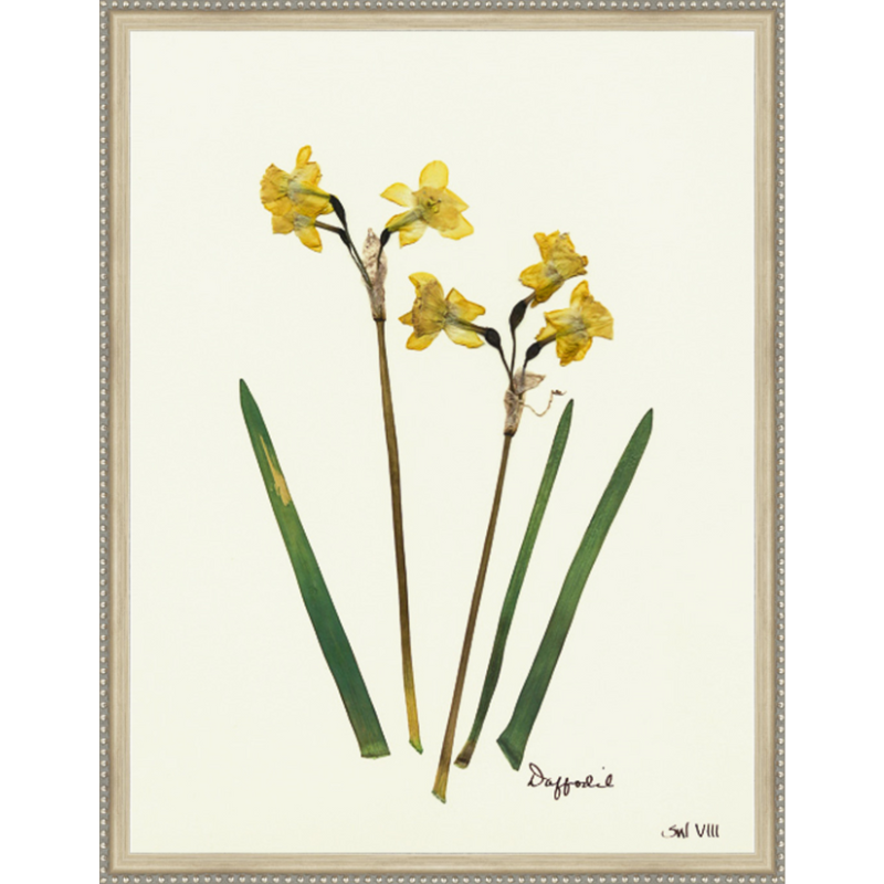 Pressed Daffodil Framed Art