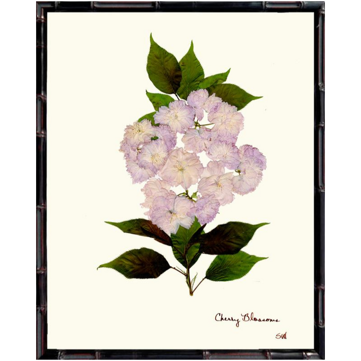 Pressed Cherry Blossom Framed Art