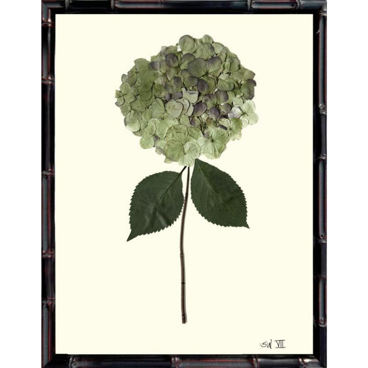 Pressed Single Green Hydrangea Framed Art