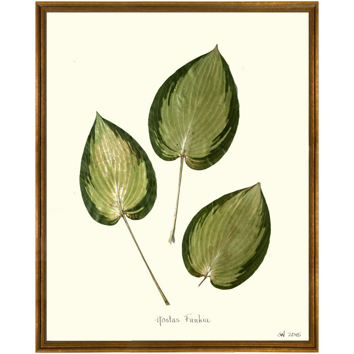 Pressed Hostas Funkia Framed Art