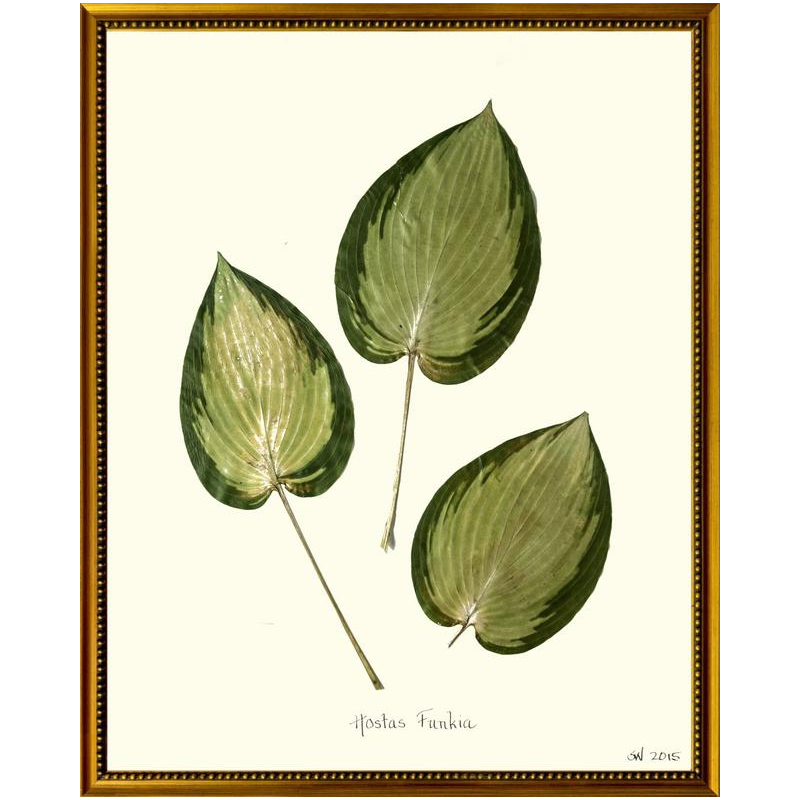 Pressed Hostas Funkia Framed Art