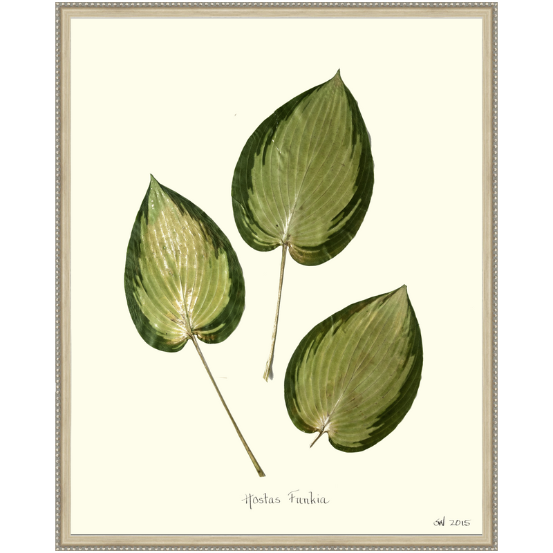 Pressed Hostas Funkia Framed Art