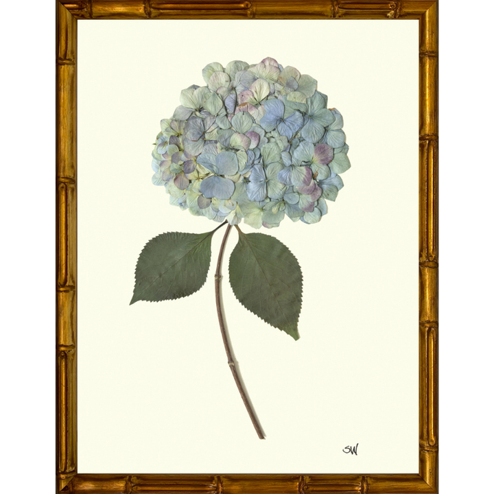 Pressed Single Blue/Purple Hydrangea Framed Art