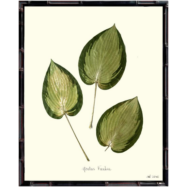 Pressed Hostas Funkia Framed Art