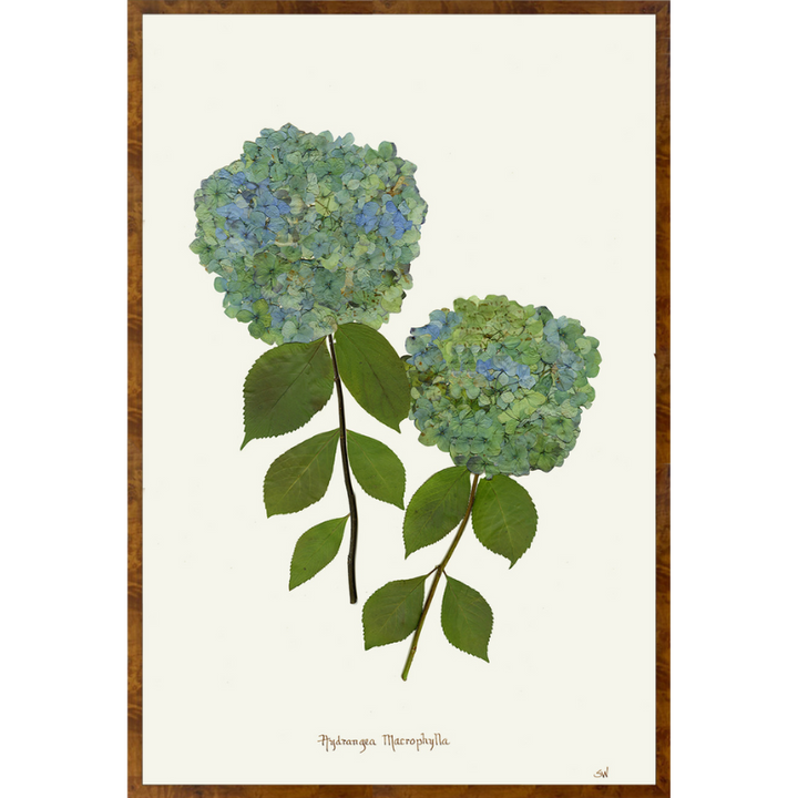 Pressed Double Blue Hydrangea Framed Art