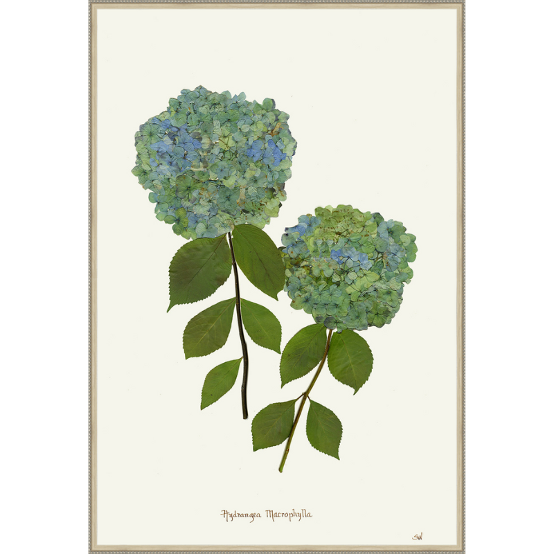 Pressed Double Blue Hydrangea Framed Art