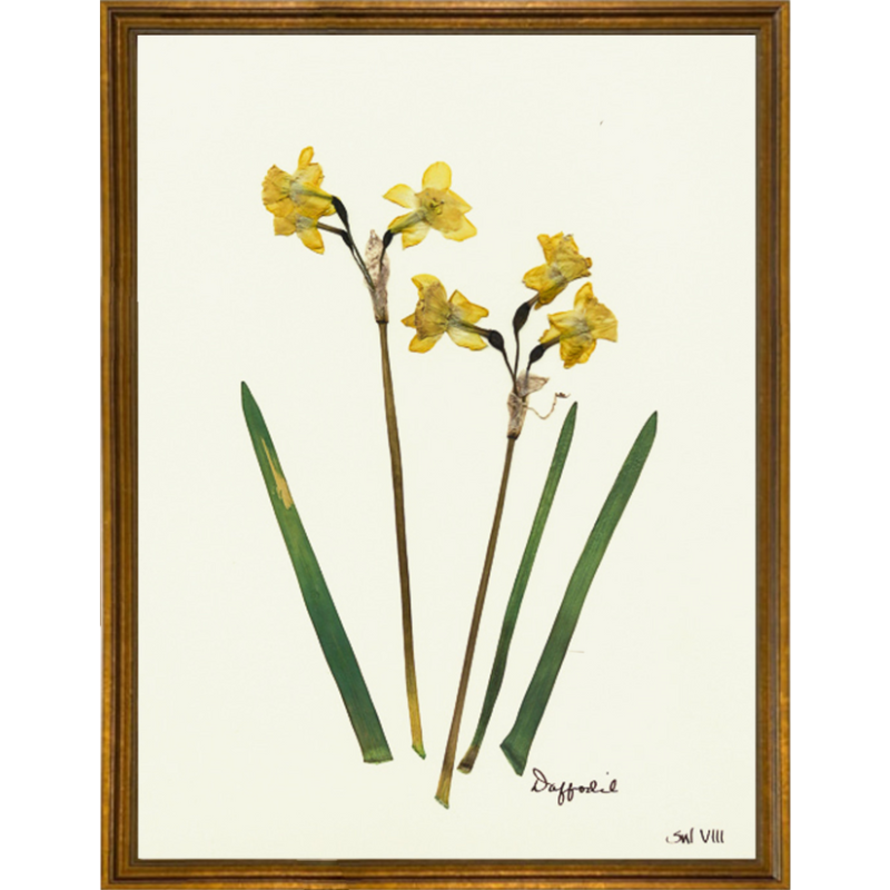 Pressed Daffodil Framed Art