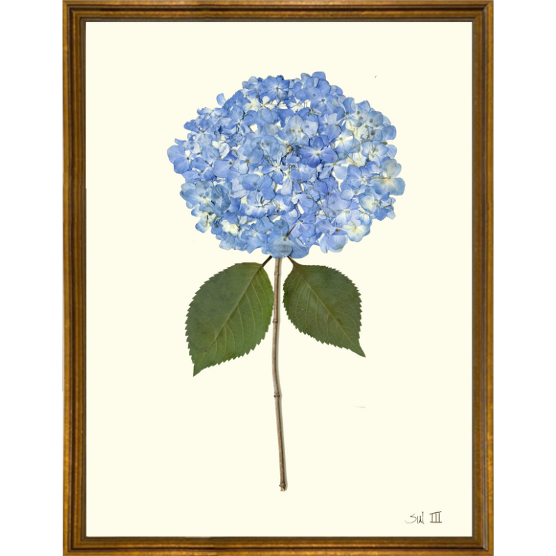 Pressed Single Blue Hydrangea Framed Art