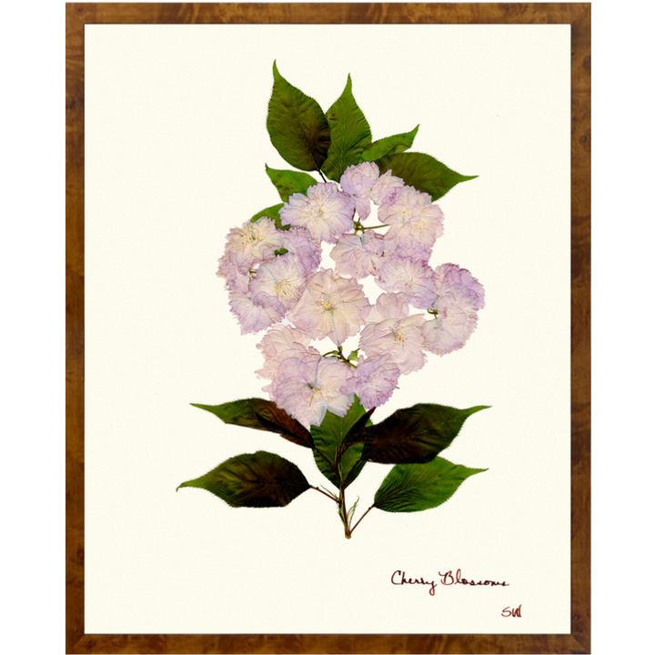 Pressed Cherry Blossom Framed Art