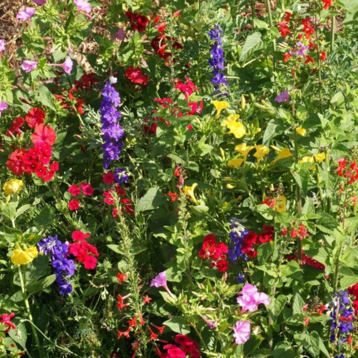 Hummingbird Garden Sprinkles