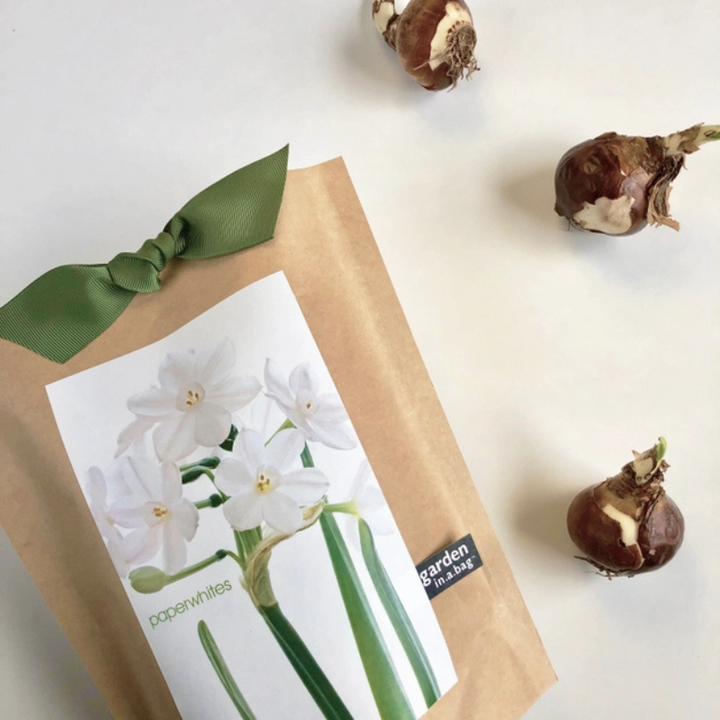 Garden in a Bag Paperwhites