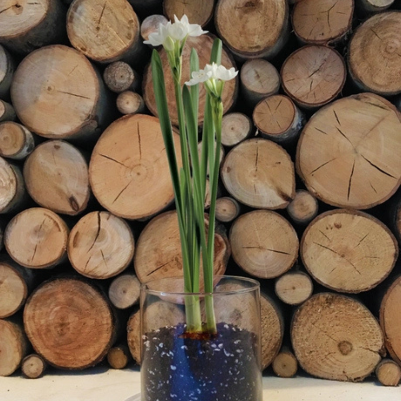 Garden in a Bag Paperwhites